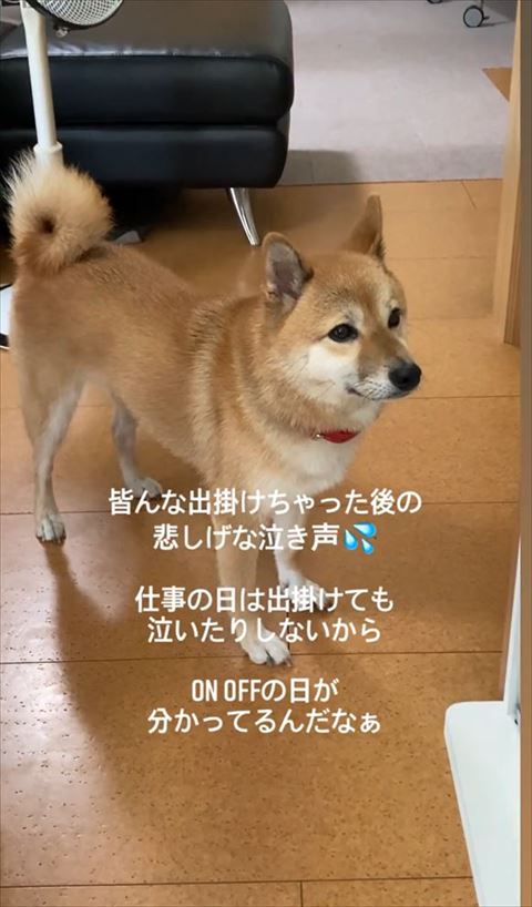 前をみつめる柴犬