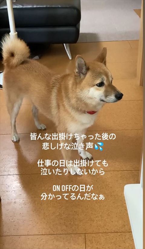 悲しそうなワンコ