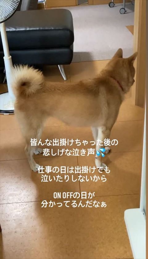 壁の方向いてるワンコ