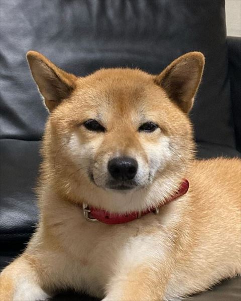 哀愁漂うワンコ