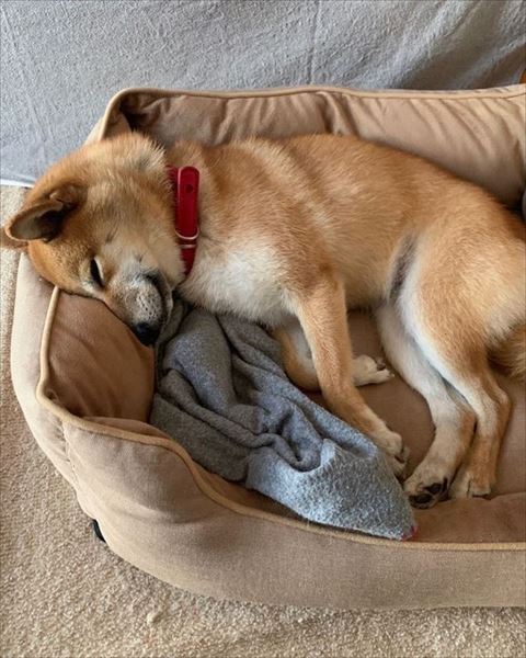 ベッドで寝てるワンコ