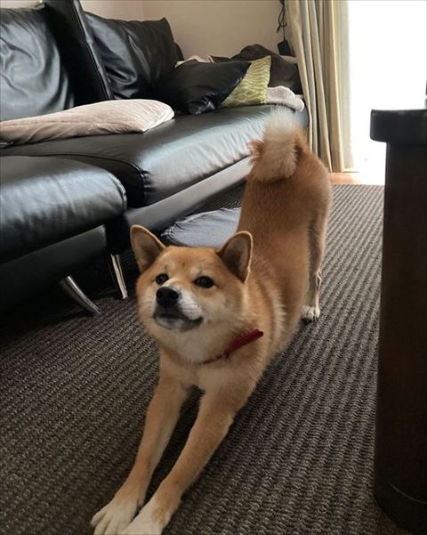ストレッチするワンコ