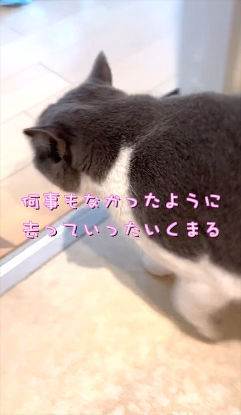 猫去っていくテロップ