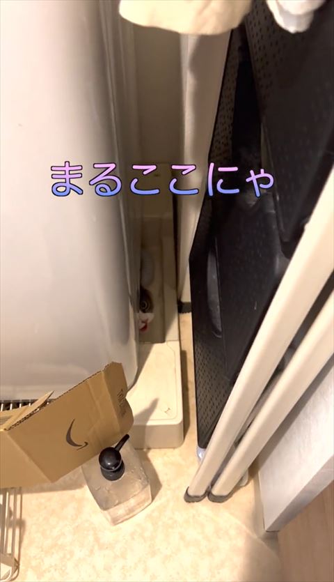 まるここにゃテロップ