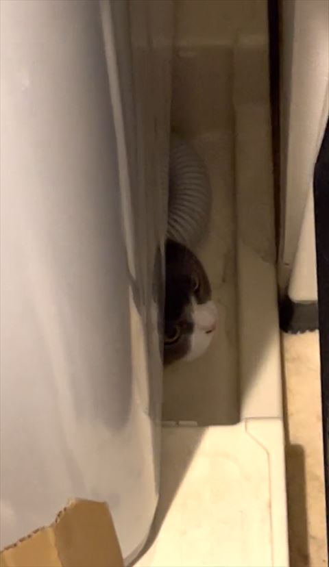隙間にいる猫のアップ