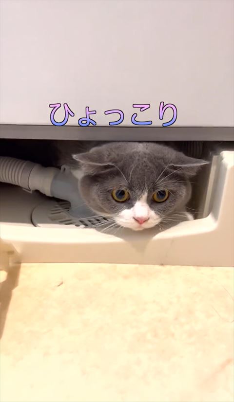 隙間にいる猫の正面画像