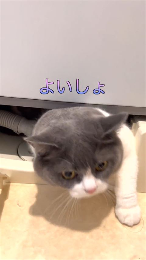 左前足だす猫