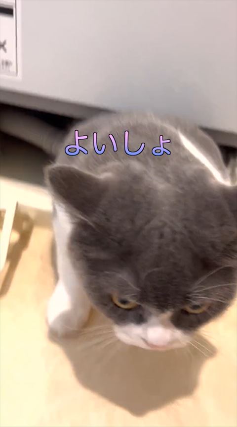 右前足だす猫