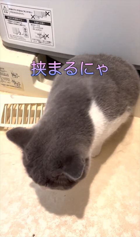 挟まるにゃテロップ