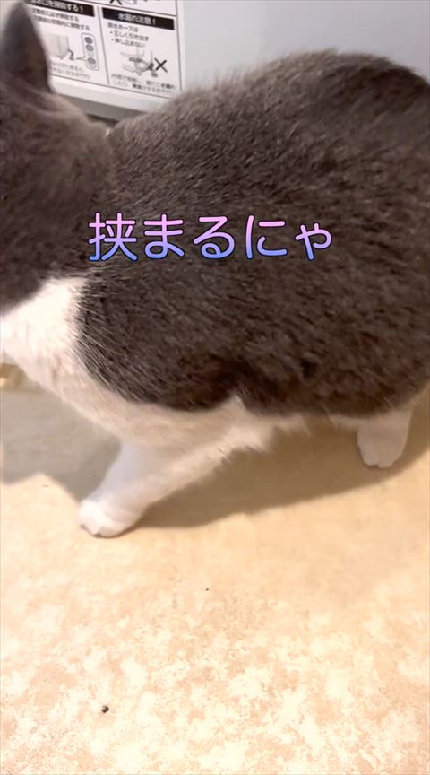 隙間からでたにゃんこ