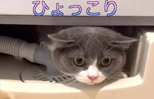 隙間にいる猫の正面画像トリミング