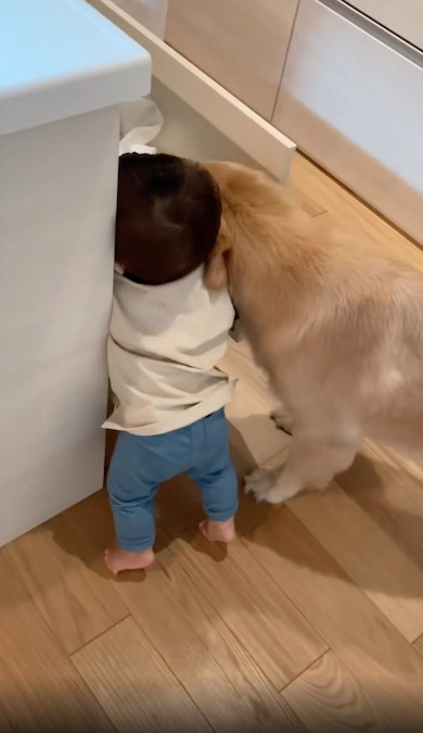 物色する赤ちゃんと大型犬