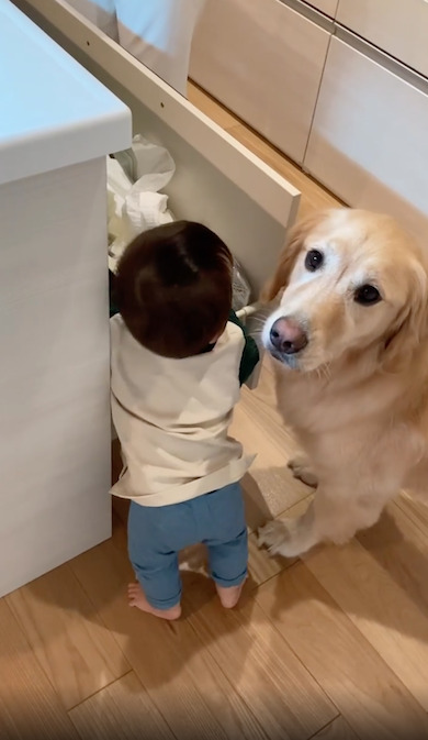 犬がこちらを振り返る画像