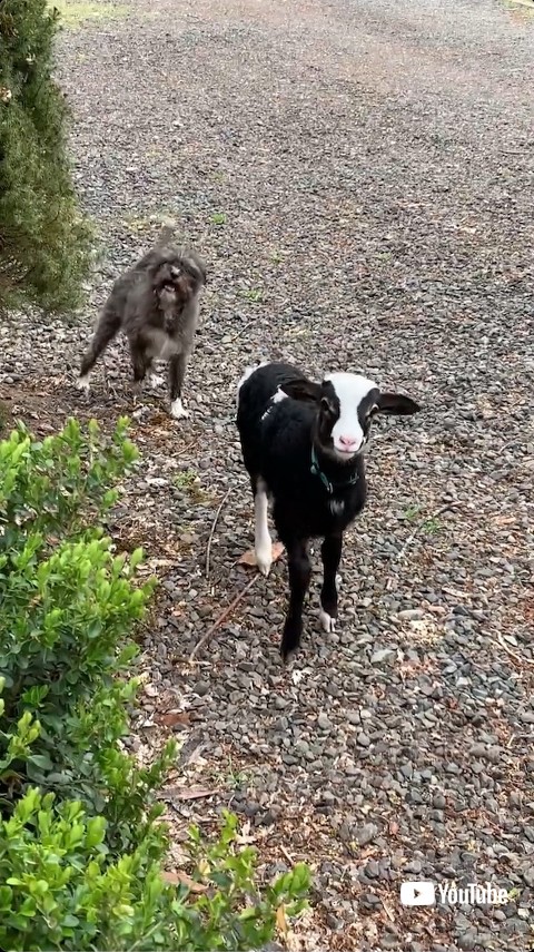 近寄る子羊と犬
