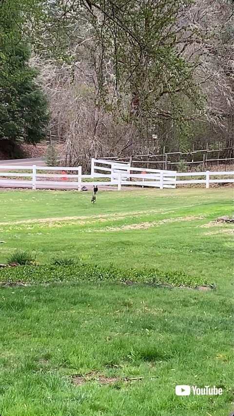 駆け寄る子羊と犬