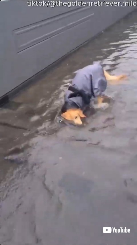水たまりに頭をつける子犬