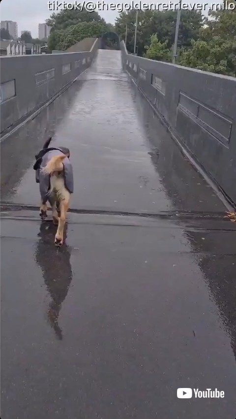 水たまりを歩く子犬