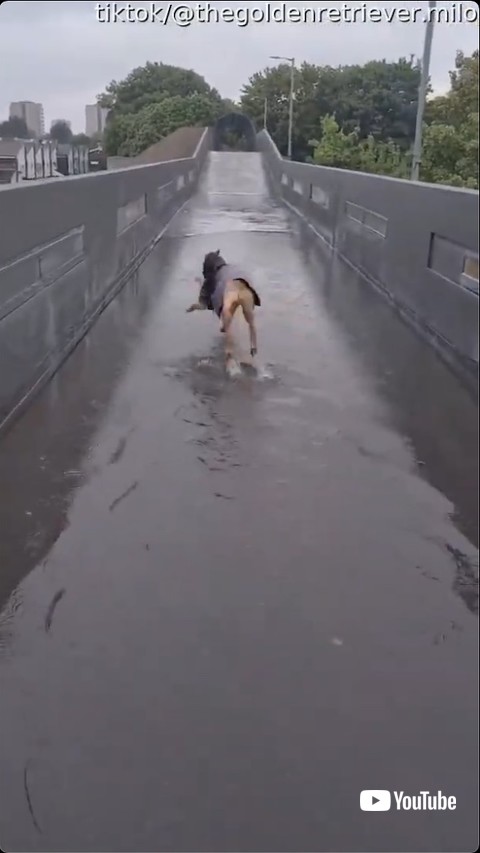 水たまりに興奮する子犬