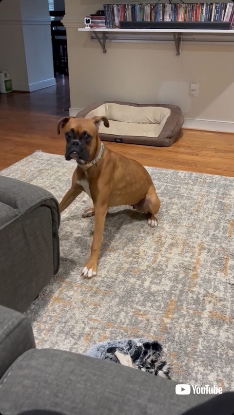 回転をアピールする犬