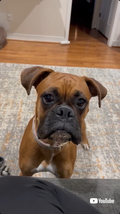 構ってほしい犬