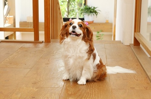 ペット手帳　ベストショット