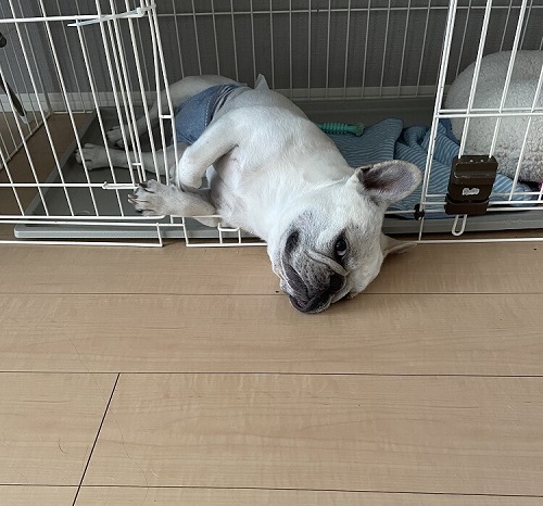 ペット手帳　ベストショット