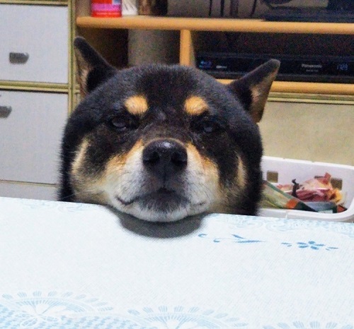 ペット手帳　ベストショット