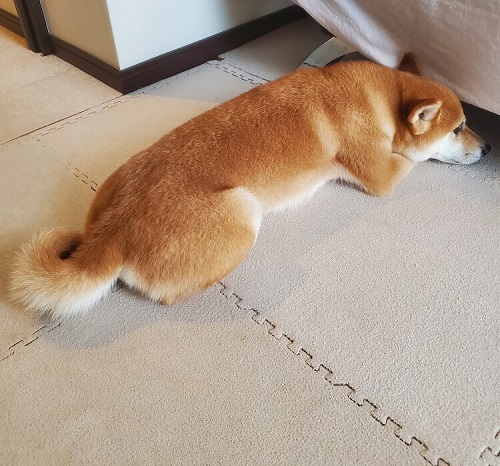 ペット手帳　ベストショット