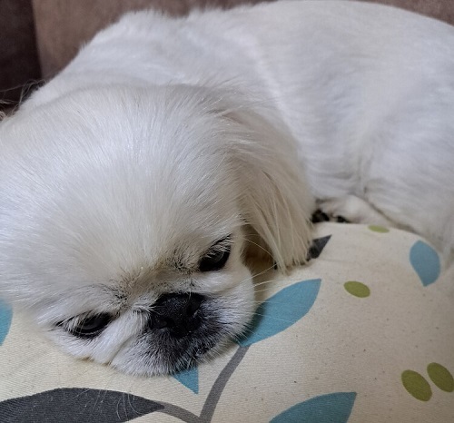 ペット手帳　ベストショット