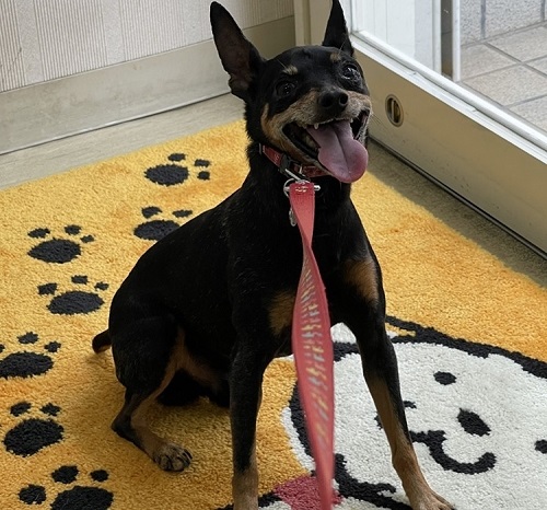 ペット手帳　ベストショット