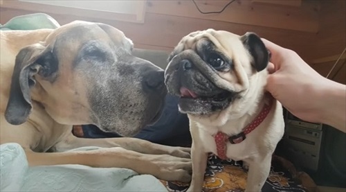 においをかぐグレートデン