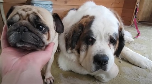 セントバーナードの2ショット