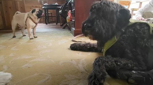 距離を保つパグ