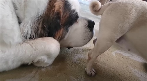 お尻のにおいをかぐ犬