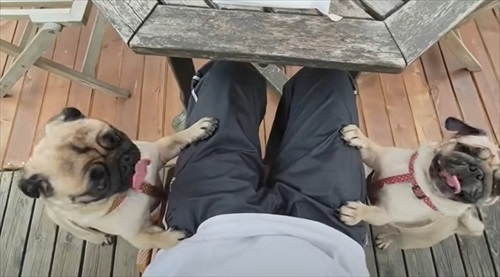 寄り添うパグ2匹