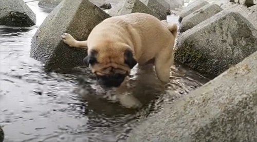 水を飲むパグ