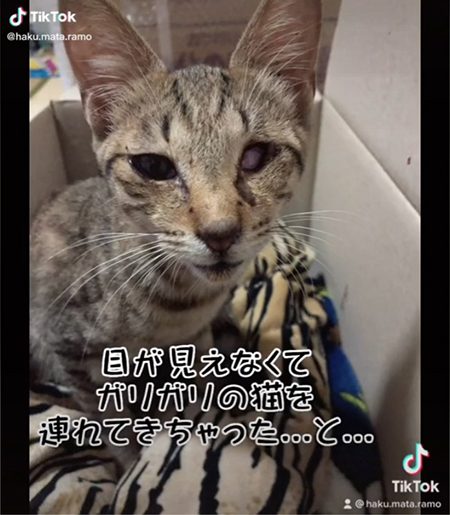 目が見えなくて