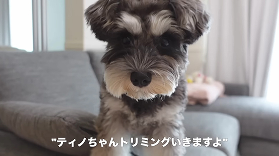 トリミング行きますよ