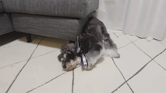 リボンが気になる