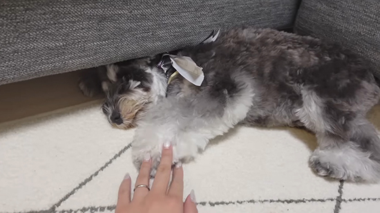 ソファ下に引きこもる