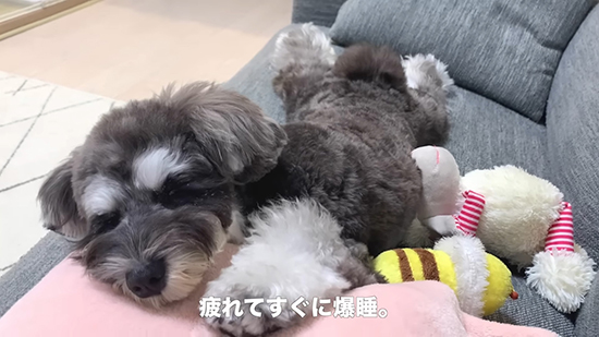 眠いティノちゃん