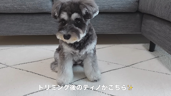 トリミング後ティノちゃん
