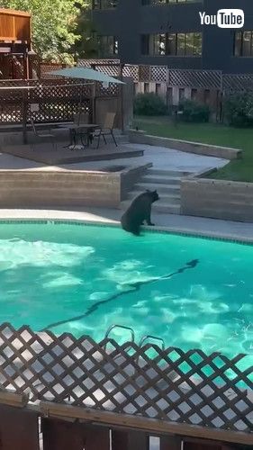 「A Bear Takes a Dip in the Pool || ViralHog」