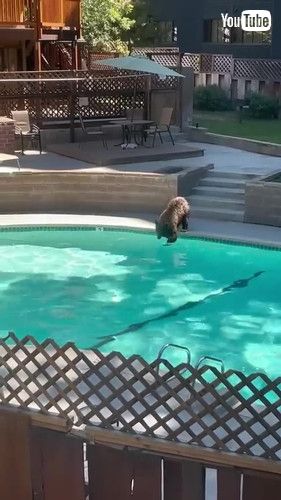 「A Bear Takes a Dip in the Pool || ViralHog」