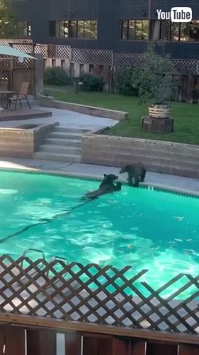 「A Bear Takes a Dip in the Pool || ViralHog」