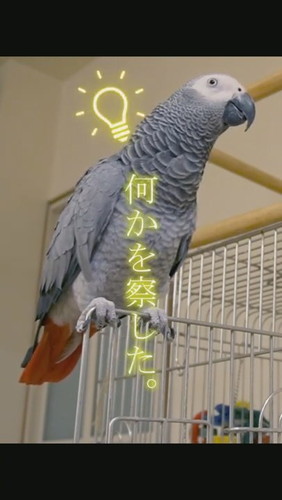 おしゃべりするヨウム