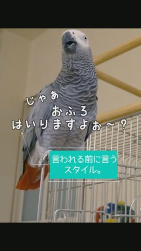 おしゃべりするヨウム