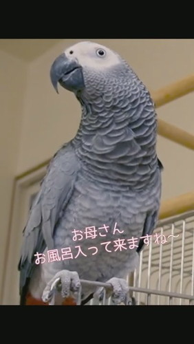 おしゃべりするヨウム