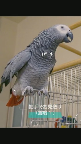 おしゃべりするヨウム