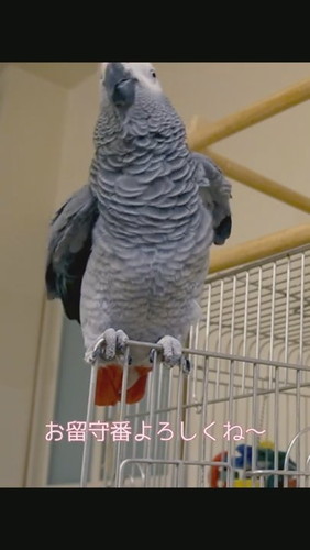 おしゃべりするヨウム